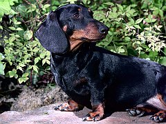 Frederick, Black and Tan Mini